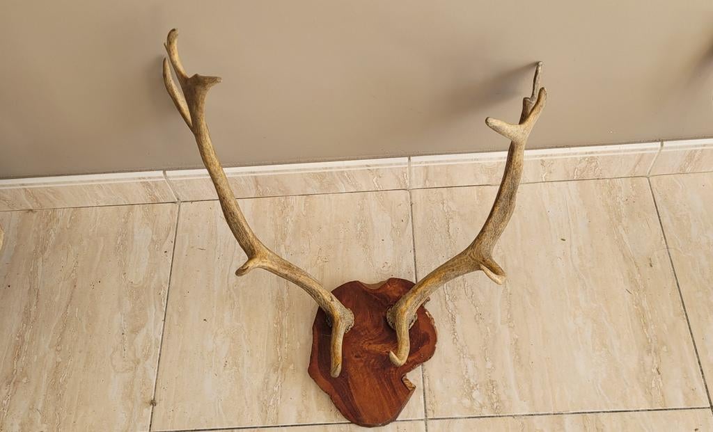 Gewei hert ree taxidermie, Ophalen, Hert