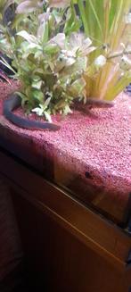 Wimpelaal, Dieren en Toebehoren