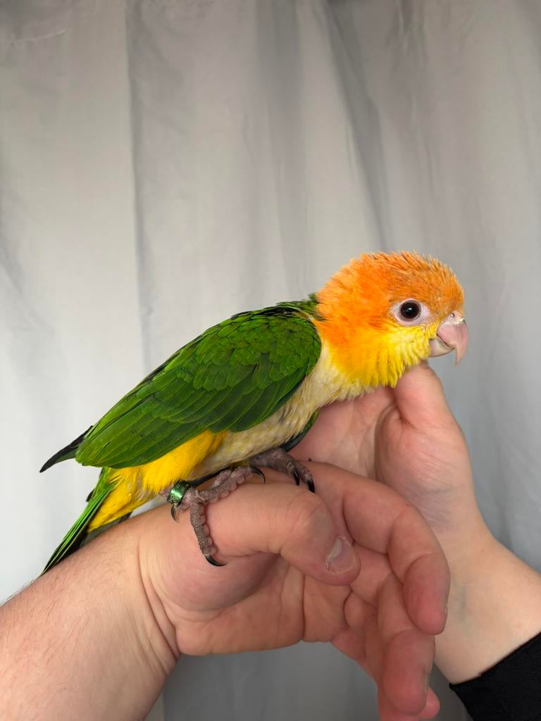 Caïque mâle eam, Animaux & Accessoires, Oiseaux | Perruches & Perroquets, Perroquet, Mâle