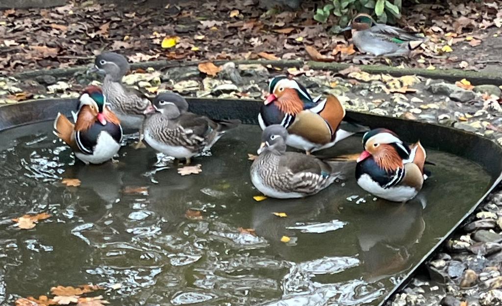 broedeieren mandarijneenden, Dieren en Toebehoren, Eend
