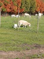 WILTSHIRE HORN Lammeren enkel voor kwekers of goede thuis., Dieren en Toebehoren, Schapen, Geiten en Varkens