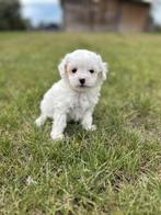 Maltipoo pupjes te koop,bij ons geboren, Dieren en Toebehoren, Honden | Niet-rashonden, Parvo, België, 8 tot 15 weken, Meerdere