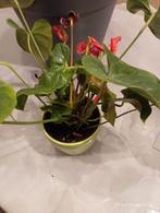 Aronskelk flamingoplant kamerplant, Huis en Inrichting, Kamerplanten, Ophalen