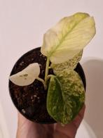 Monstera White Monster, Ophalen of Verzenden