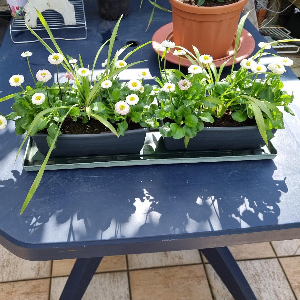 Kleine bloembakjes met planten, 3€/bakje, 5€ allebei, Jardin & Terrasse, Enlèvement ou Envoi, Été, Plante fixe