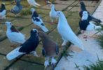 Mooi duiven ...van verschillende soorten en prijzen..., Dieren en Toebehoren