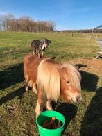 Shetlander merrie, Dieren en Toebehoren, Merrie