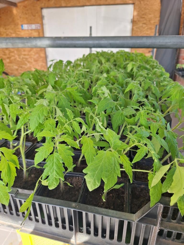 Coeur de boeuf plantjes + Dona + gevlamde  tomaat, Ophalen