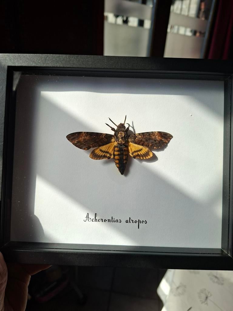 Cadre " Sphinx a tête de mort ", Verzenden