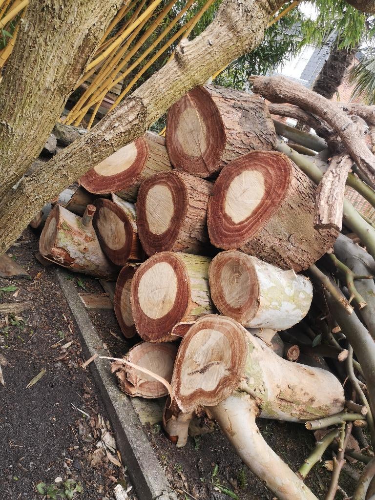 Stookhout eucalyptus, Tuin en Terras, Brandhout, Minder dan 3 m³, Ophalen, Overige houtsoorten, Stammen