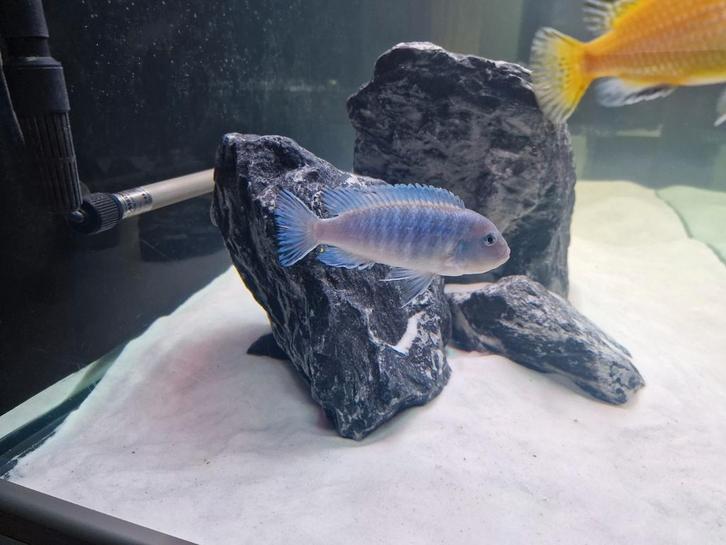 Gratis Zebra cicliden, Dieren en Toebehoren, Vissen | Aquariumvissen, Zoetwatervis, Vis