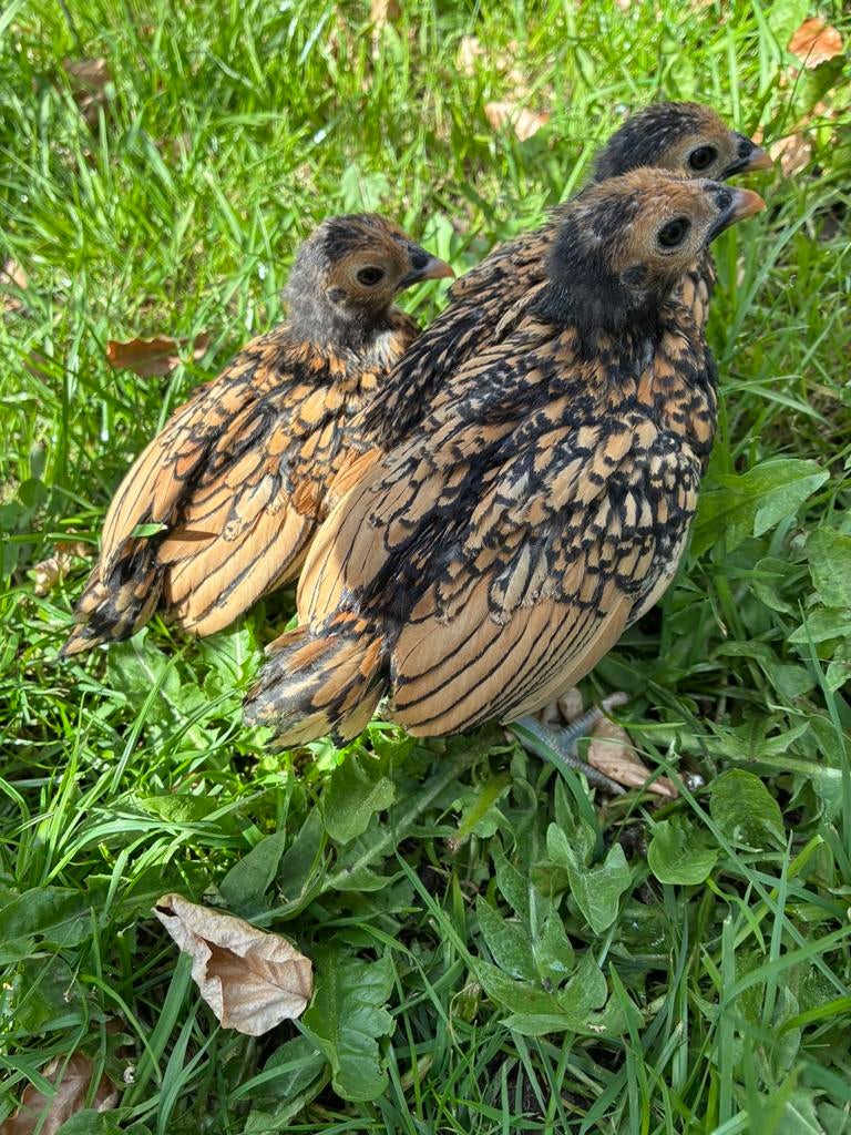 Sebright kuikens, Animaux & Accessoires, Volatiles