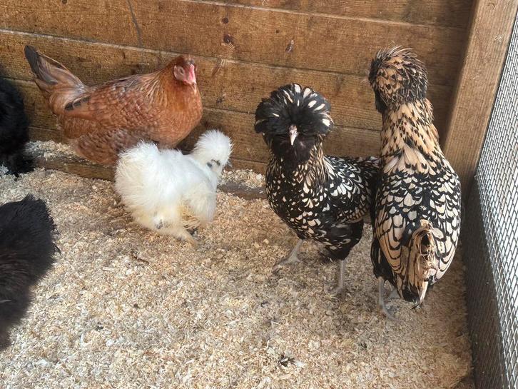 Padua verschillende kleuren, Animaux & Accessoires, Volatiles