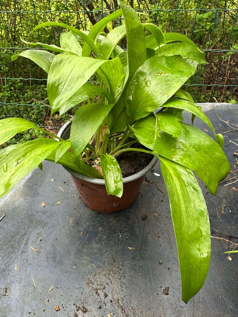 Ail des ours, Ophalen