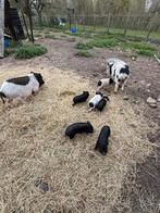 Minivarkens te koop, Dieren en Toebehoren, Schapen, Geiten en Varkens, Meerdere dieren, Varken, 0 tot 2 jaar