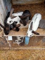 Mooi nestje van 6 konijnen  te,koop, Dieren en Toebehoren