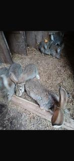 6 Vlaamse reuzen, Animaux & Accessoires, Lapins