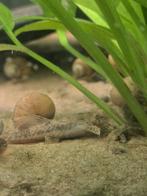 Meervallen, Dieren en Toebehoren