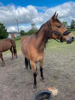 Pony d-paard, Animaux & Accessoires, Chevaux, Vermifugé, Moins de 160 cm, Cheval western, Jument