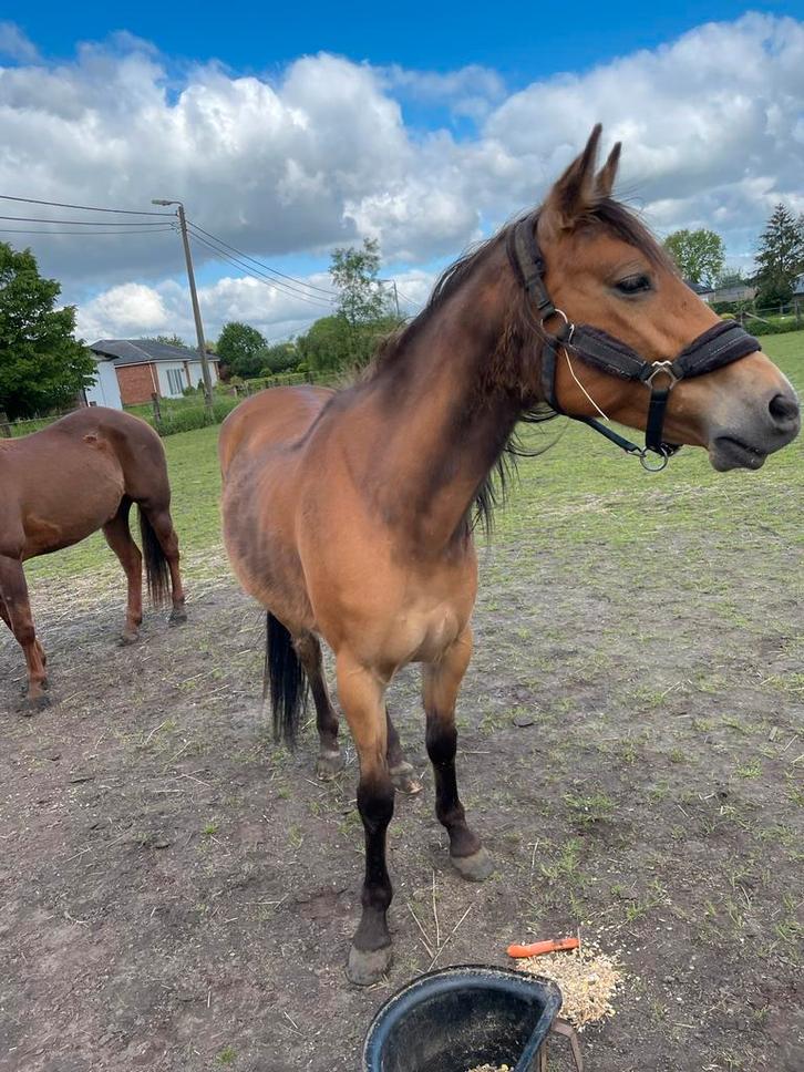 Pony d-paard, Dieren en Toebehoren, Paarden, Merrie, Minder dan 160 cm, 7 tot 10 jaar, Westernpaard, Gechipt, Ontwormd, Ingeënt