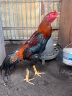 Hint x brasil, Dieren en Toebehoren