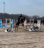 Paarden uitbrengen op wedstrijd/rijden, Deux personnes