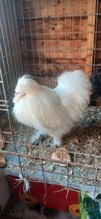 Zijdehoen Haan, Dieren en Toebehoren, Mannelijk, Kip