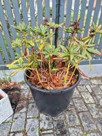Rodendendron in grote kuip, Tuin en Terras, Ophalen
