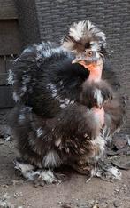 Broedeieren usa zijdehoen