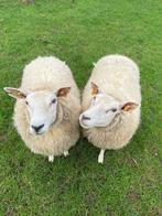 Swifter ooien, Dieren en Toebehoren, Vrouwelijk, Schaap, 0 tot 2 jaar