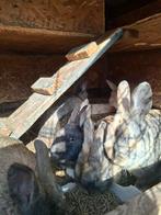 Lapin nain, Plusieurs animaux, Nain, 0 à 2 ans