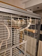 Valkparkieten te koop, Sexe inconnu, Perruche