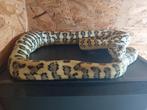 Verschillende tapijtpython's te koop of ruilen, Serpent
