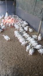 Mesthaantjes te koop