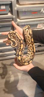 1.0 Bongo HRA 'het clown' Python Regius., Animaux & Accessoires, Reptiles & Amphibiens, Serpent, 0 à 2 ans