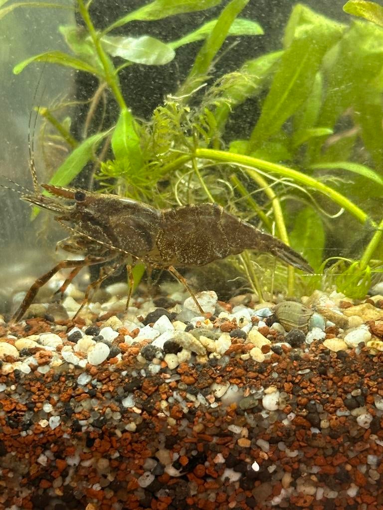 Dwergkreeftjes aquarium (Cambarellus)–3 stuks –ruil mogelijk, Dieren en Toebehoren, Vissen | Aquariumvissen