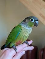 Baby pyrrhura's tam 10 weken oud, Plusieurs animaux, Perroquet, Domestique