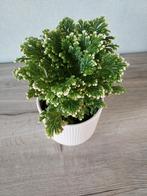 Kamerplant MET stenen buitenpot, Enlèvement