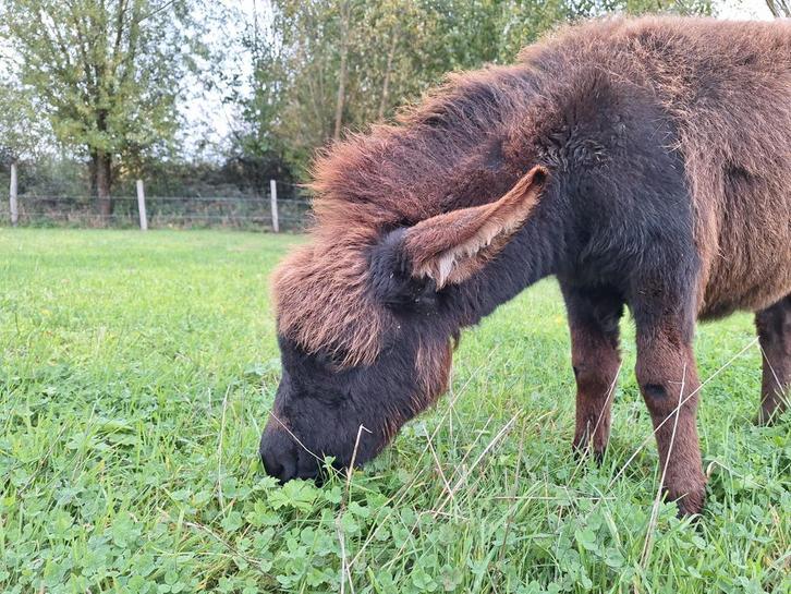 Clous en forme de mini-âne, Animaux & Accessoires, Animaux Autre, Mâle, Août