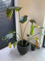 Paradijsvogelplant, Enlèvement