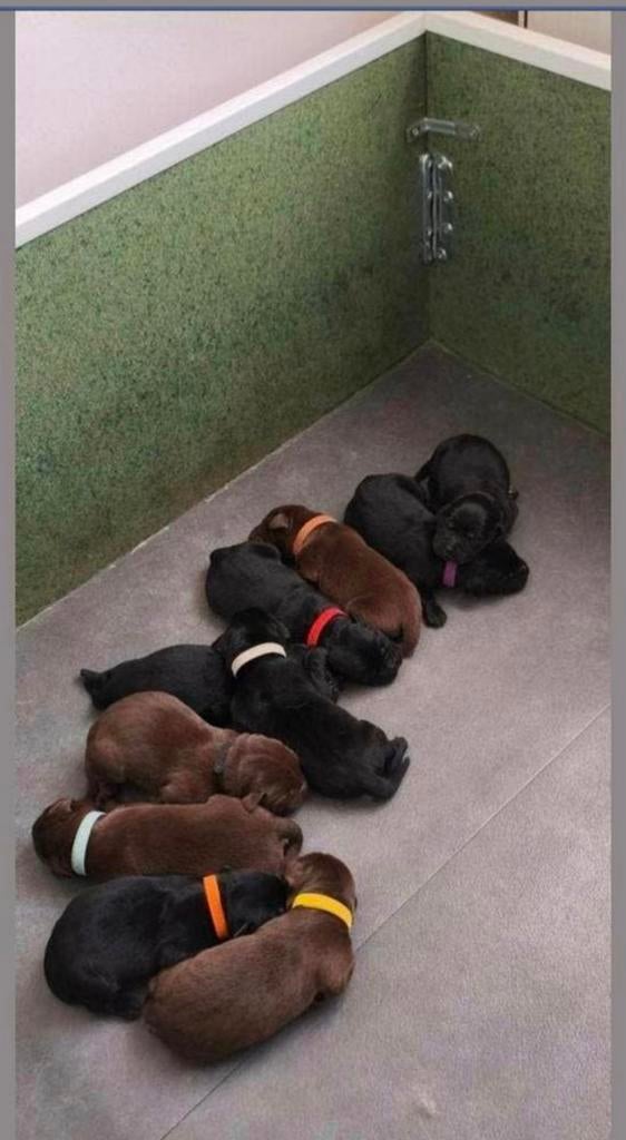 Werpkist mag weg na nestje Labrador pups., Ophalen