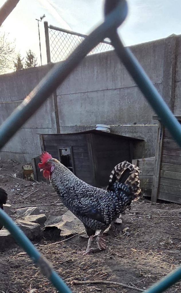 Coq, Animaux & Accessoires, Volatiles