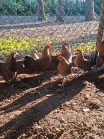 2 trio hollandse krielen, rastypische dieren, Dieren en Toebehoren, Pluimvee