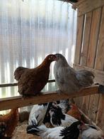 handtamme cochin krielen + vele andere kriel rassen 5+1 grat, Dieren en Toebehoren, Vrouwelijk, Kip