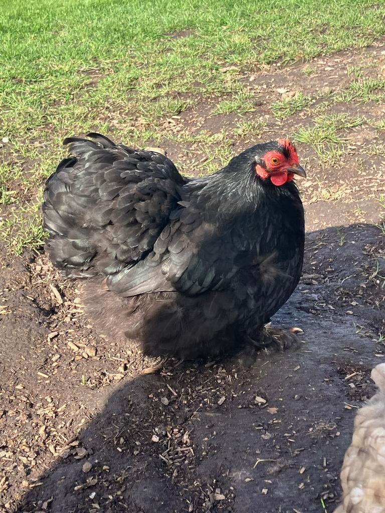 Cochin kriel hennetjes, Dieren en Toebehoren