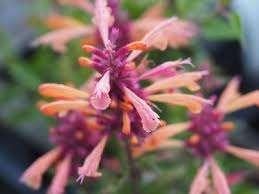 Agastache Mango Tango, Tuin en Terras, Planten | Tuinplanten, Ophalen