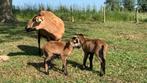 Kameroen lammetjes, Dieren en Toebehoren, Schapen, Geiten en Varkens, Schaap