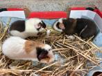 Cavia beertjes, Dieren en Toebehoren, Cavia, Augustus, Mannelijk, Tam