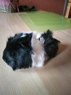 jonge cavia.s, Dieren en Toebehoren, Knaagdieren, Cavia, Meerdere dieren, Tam, September