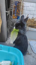 Lapins nains, Mâle, Nain, 0 à 2 ans